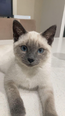 Bella