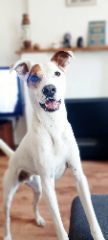 Photo de Muddy