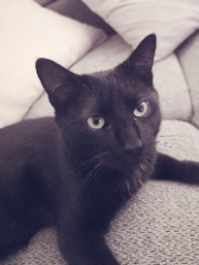Photo de Katana