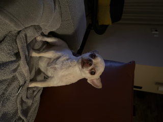 Photo de Ginger