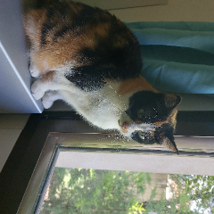 Photo de Pepita