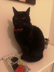 Pépito