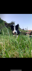 Aleya