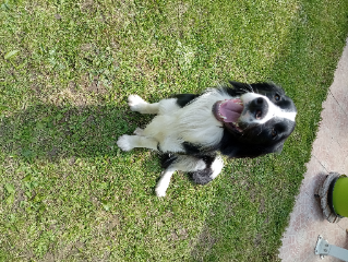 Snoopy