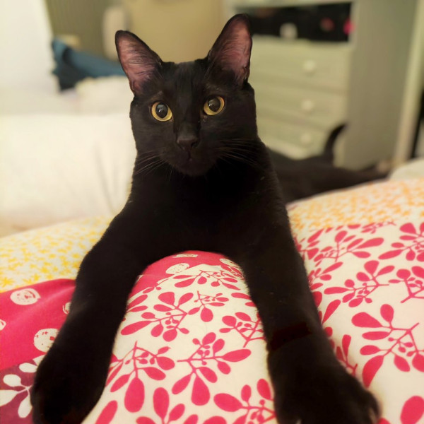 Zorro