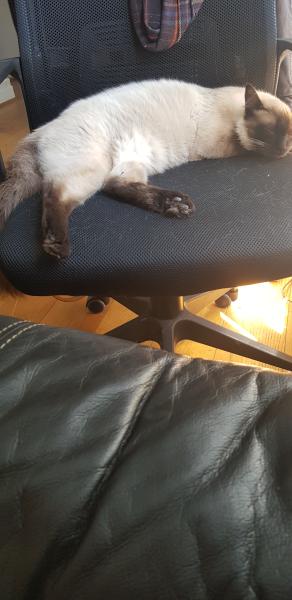 Photo de Toffee