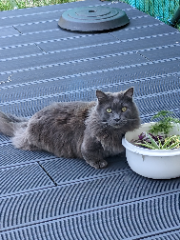 Photo de Smoky
