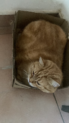 Caramelle