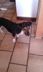 Cooper