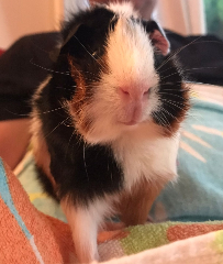 Minerva