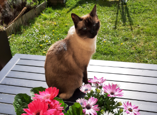 Photo de praline