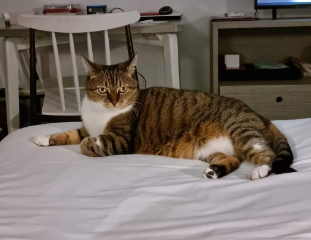 Photo de Minette