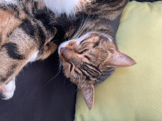 Photo de Nalah