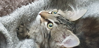 Tchikita