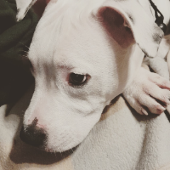 Naya