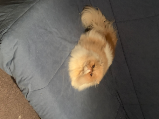 Punkie