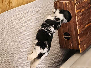 Photo de Oréo