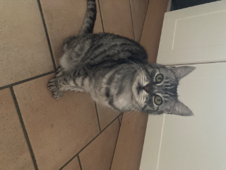 Photo de Mojito