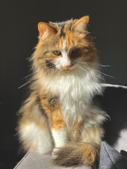 Photo de Luna