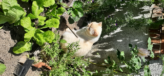 Photo de Roméo