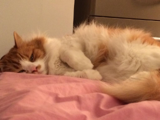 Mouchou