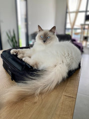Mona