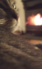 Maya