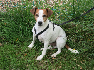 Photo de Tyson
