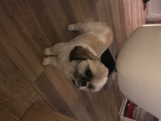 Photo de Lucky