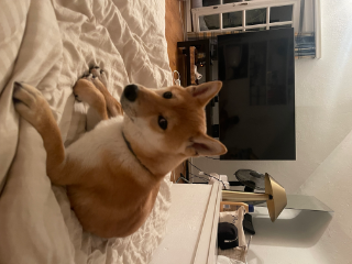 Photo de Kyûbi