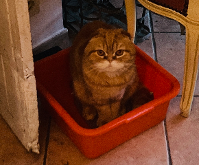 Photo de Simba