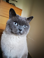 Photo de Rico