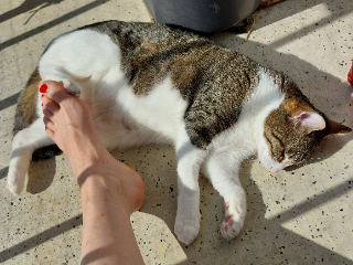 Photo de Chatoune