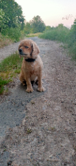 Photo de Ralph
