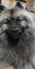 Tsuki