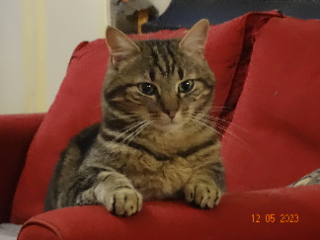Photo de Kiwi