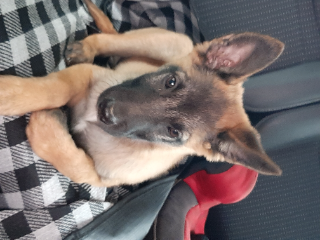 Photo de Lucky