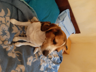 Tom
