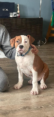 Photo de Tyson