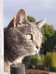 Photo de CHIOS