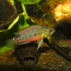 Apisto