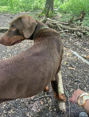 Photo de Django