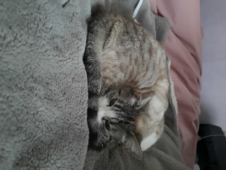 Photo de Nala