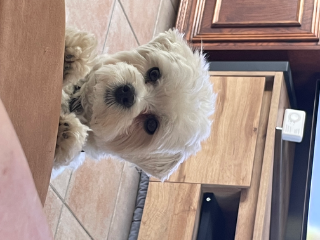 Photo de Snow