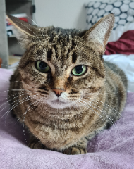 Adèle