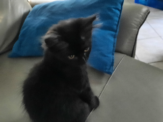 Tigri