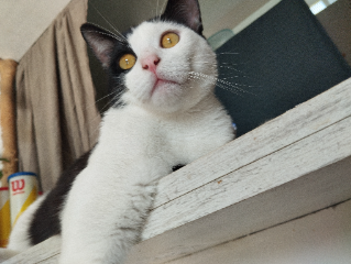 Photo de Toa