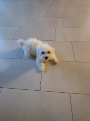 Photo de Mozzarella