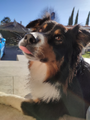 Photo de Syrah