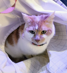 Photo de Cookie